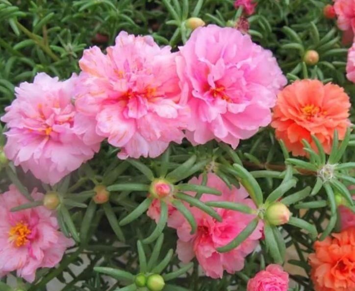 夏天太阳再强也能开的3种花,个个开的旺,越晒花越多,超漂亮