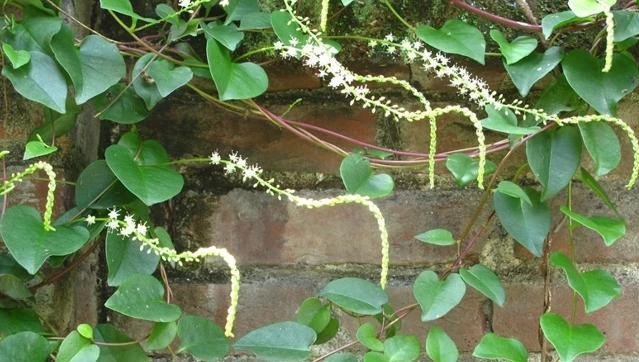 藤三七|房后一种野草,名为“藤三七”,请辨认好,当今146元一斤