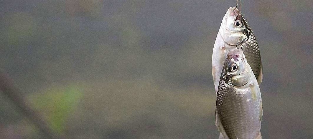 钓春鲫,判断鲫鱼是不是已经离底了,看这两个迹象就足够了