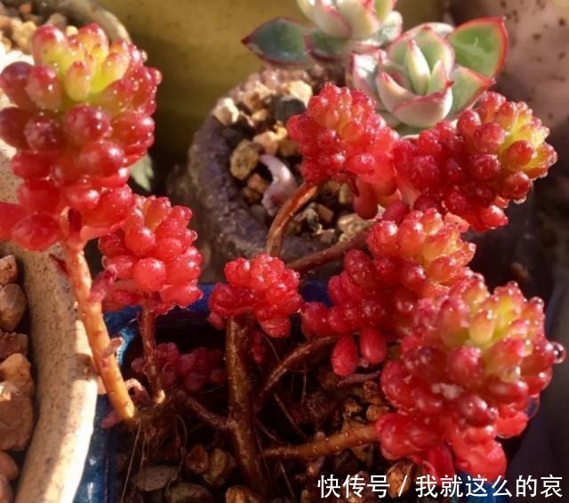 夏天养多肉,有2点容易被忽视,做好了个个长得胖,有精神!
