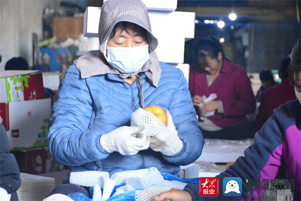 魏家湾|阳信县56个梨品种全部成熟入库 线上线下火热开卖！