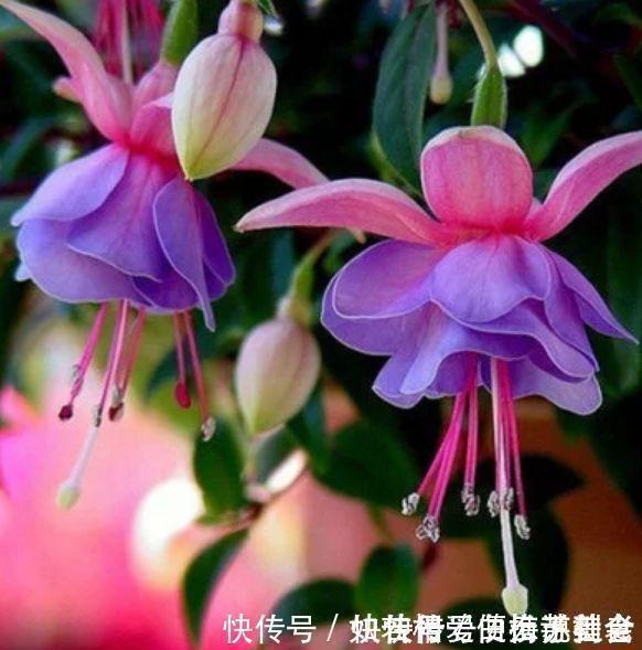 曲瓣|4种花,一养就是100年,开花漂亮,优雅高贵,养成“传家宝”