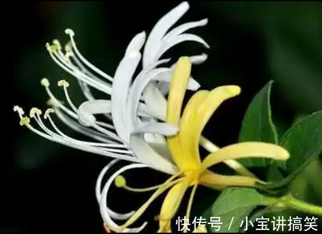 金银花茶|金银花虽好，可不是人人都能喝，此类人喝了对身体不好，得忌口