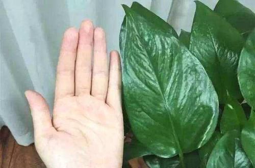 3种花,爱吃豆,盆里埋10粒,俩月不施肥,叶子绿,开大花!