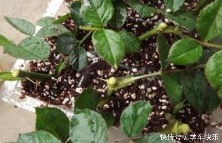 它的枝条,沾上水土就生根,漂亮好养味道香,关键花期长,花量大!