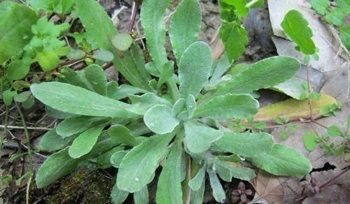 感冒|经常喉咙痛还感冒,用一种草揉成包子蒸着吃,止咳化痰还降血压