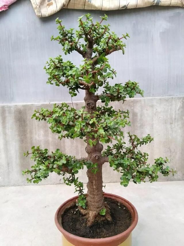 养3种花“多修剪”,2年养成“6层塔”,放在家里真“养眼”