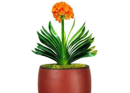 蟹爪兰和君子兰怎么能越养越好？做好三件事，和绿萝一样好养