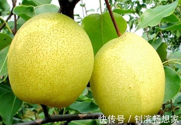 胆固醇|梨润肺止咳、降低胆固醇,农民重点只需掌握一点,种出高产的果梨