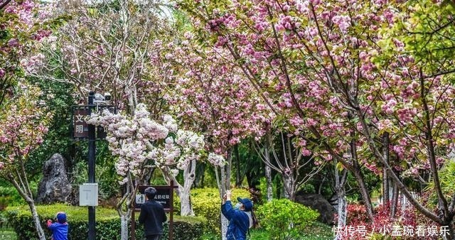 花季|丽江古城内的秘境，犹如从画卷中走出，花季时美如仙境！