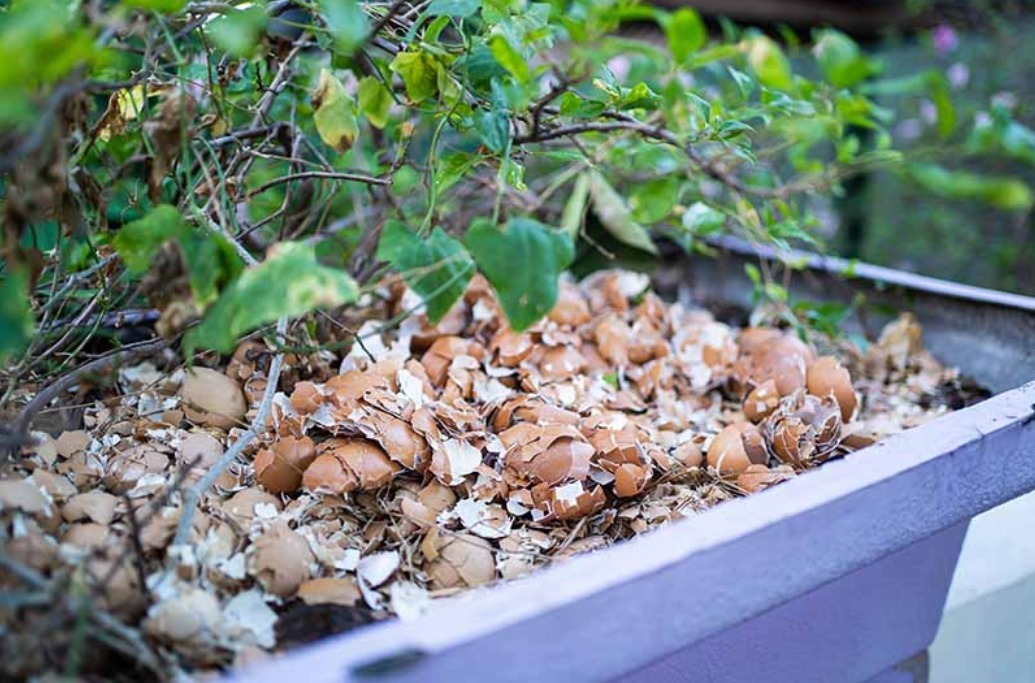 怎么安心用蛋壳养花没落实这些，盆栽植物会越来越糟