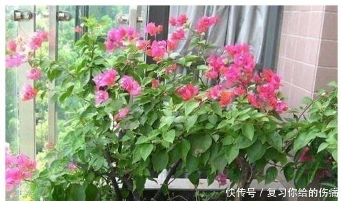 花期|什么淘米水、黄豆水,都不如1勺粉末,用来养花,花开爆盆!