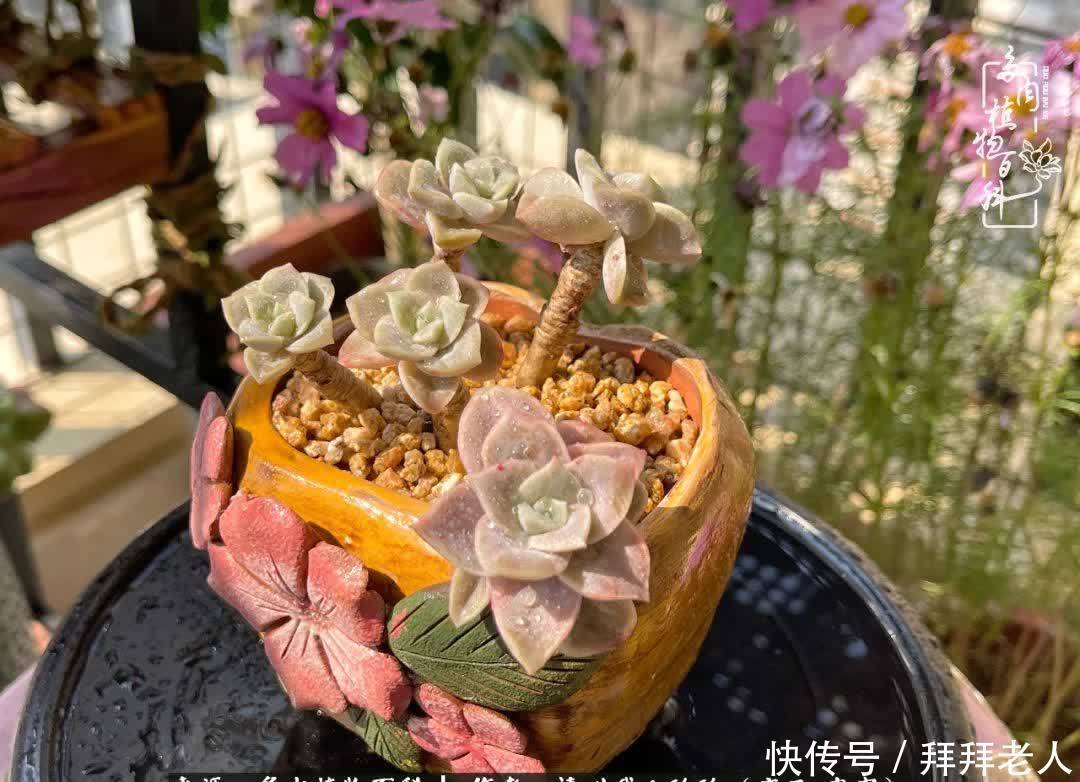 多肉与我,不负时光韶华!