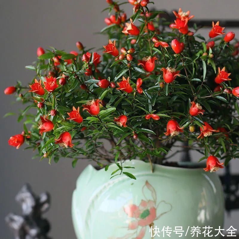 石榴|家里养盆“招财花”,一年四季开红花结红果,“招财旺运”又红火
