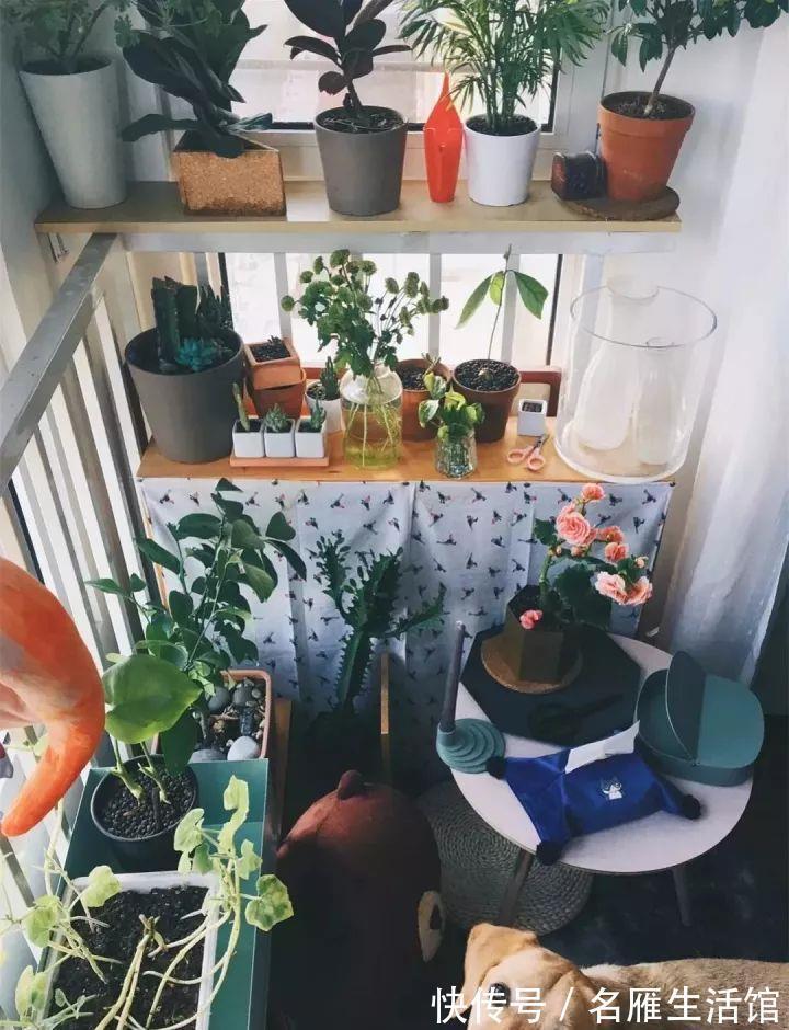 小花园|想在小户型里打造一个花园,不能少了它们,邻居都用它们
