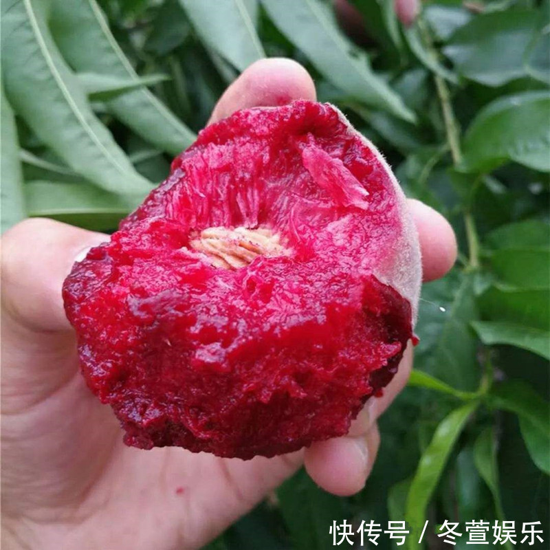 榴莲|家里庭院不管大小,定要种上几样盆栽,易活结果多,果子随手摘