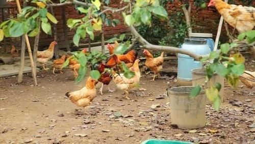 炖鸡汤|遭人疯抢的农村土鸡,为什么现在没人要了?其实原因很现实