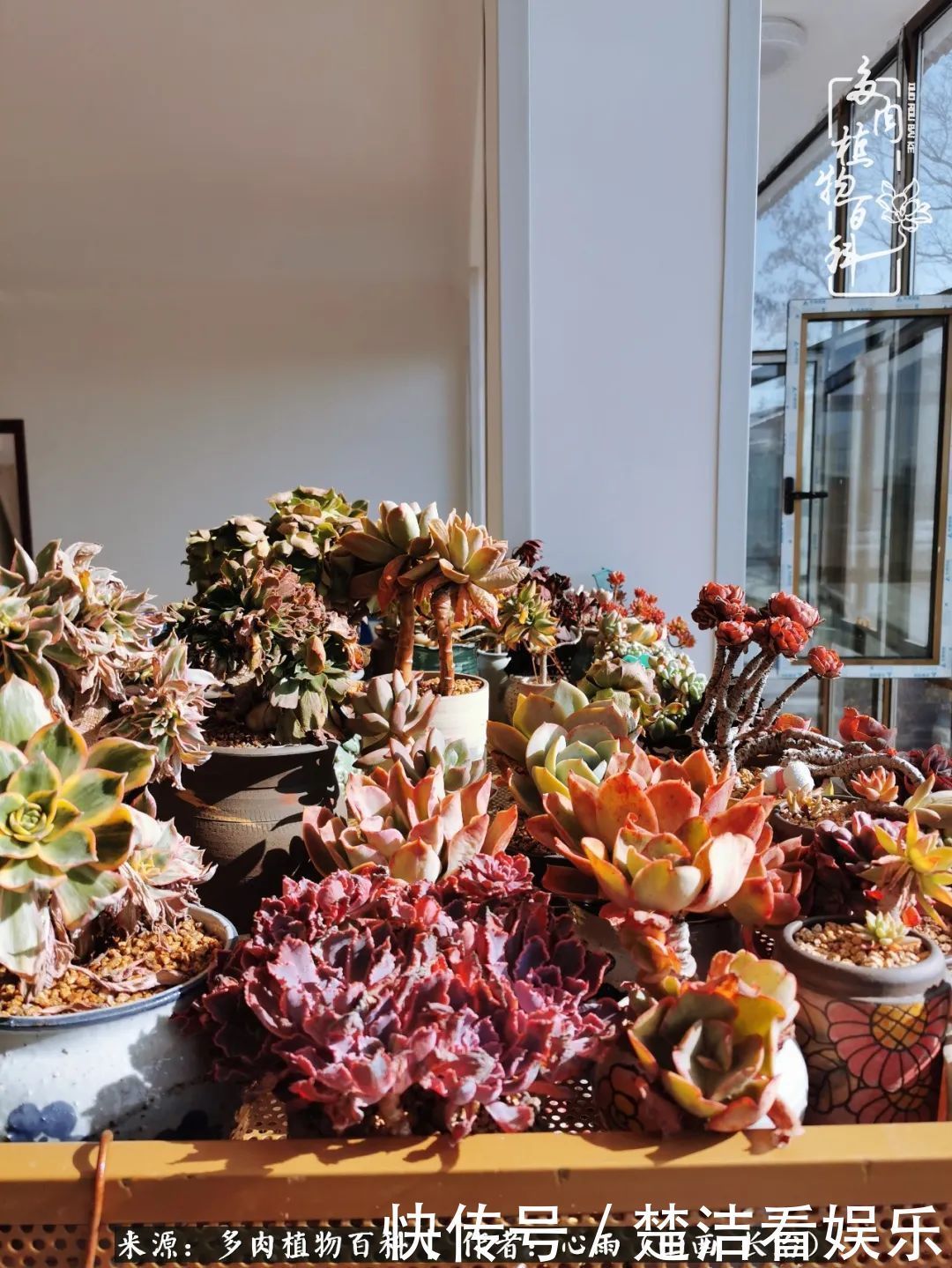 三色堇|懂得珍惜的人,才值得拥有更多美好的事物!养多肉也是如此!