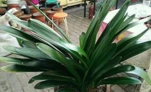 君子兰长得慢，给它吃一点“钙片”，根壮叶绿疯长，开成大花球