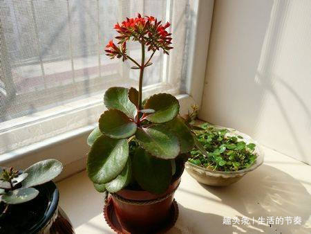家里养长寿花,避开“2个”危险点,不然叶片发红、脱落,别忽视