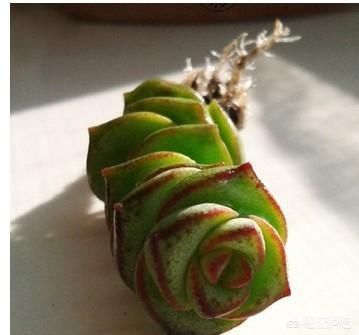 怎样才能把多肉钱串养“胖”？