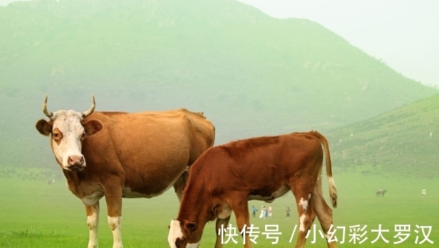 虎年|虎年2月份，生肖牛一帆风顺运势大好，财运上升工作迎来上升期