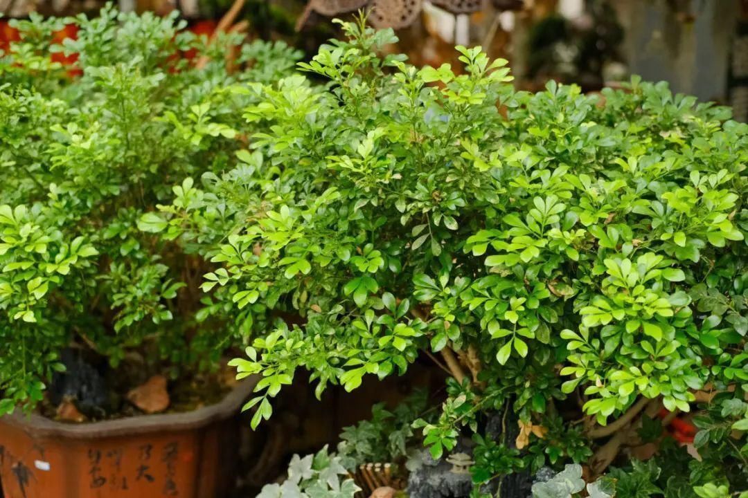 竹芋|11月,千万别买这种花,养不活惹一肚子气