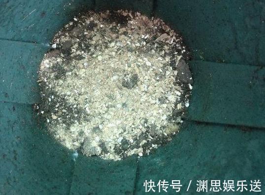 用啥水浇花长得快、开花多、虫害少3个妙招,省时省钱又省力