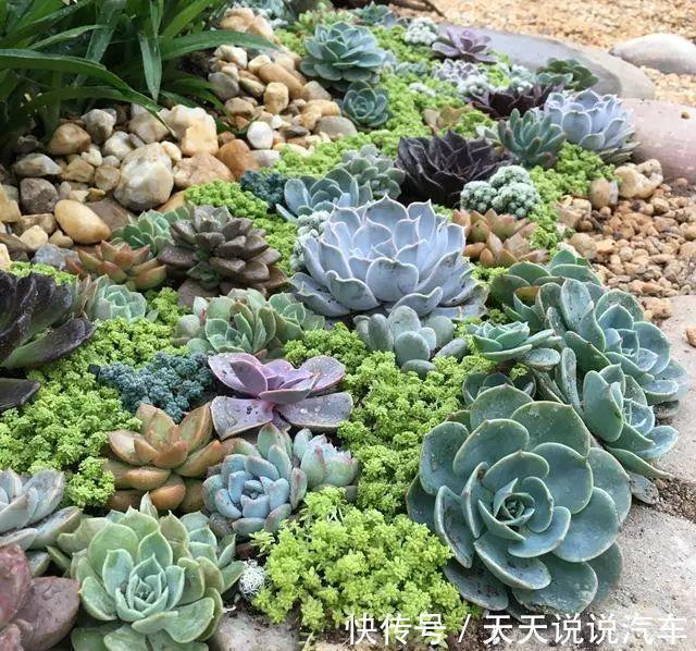 养不死的多肉排名,入坑必选,普货练手不怕浪费