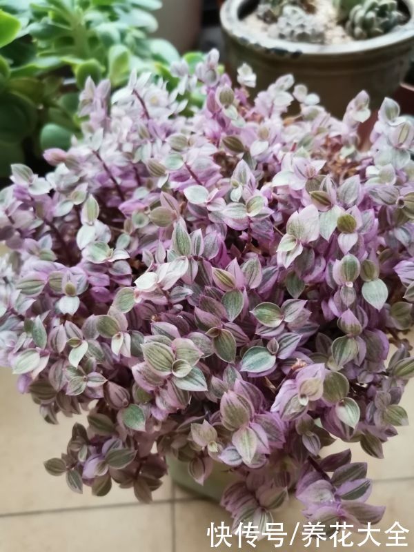 3种“老牌网红花”，经历了时间的沉淀，发现是真的好养