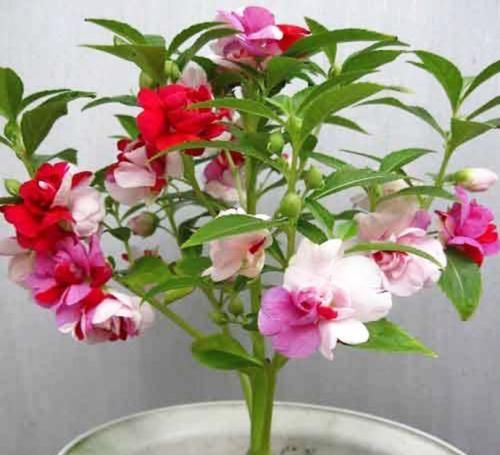 家里万万不要养这几种花，难怪家人身体越住越差，聪明人家从不种