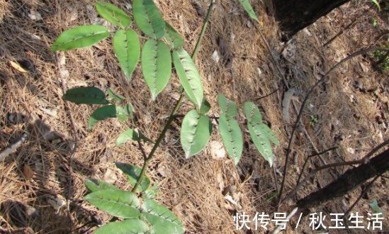 两面针|它碰不得也摸不得,常长在路旁,别嫌弃,目前30元一斤