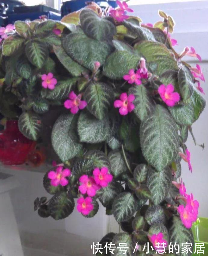  舒缓|这10种盆栽植物特别适合种在家里，能够舒缓压力、净化空气