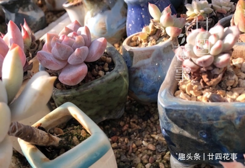 夏天|夏天不敢给多肉浇水一个小妙招，轻松解决难题，适合新手和懒人