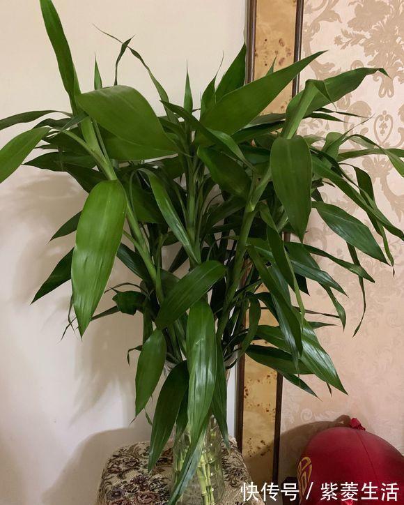 家庭养这4种绿植,记住1句“口诀”,不黄叶子,长得茂密油绿
