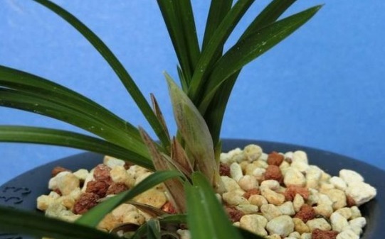 春兰花花蕾分化期到了，做好保养，明年不用担心开花