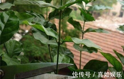 修剪|两个种植小秘诀，让您家里养茉莉花， 叶子油绿发光,花儿开满枝