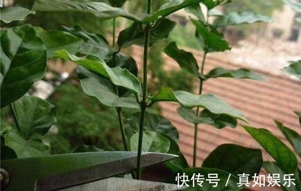 两个种植小秘诀,让您家里养茉莉花, 叶子油绿发光,花儿开满枝