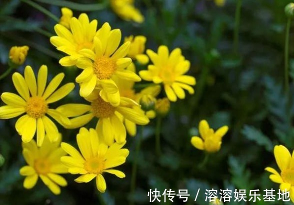 5款常见的菊花,放在阳台清新脱俗,不黄叶猛开花,造型妩媚,美