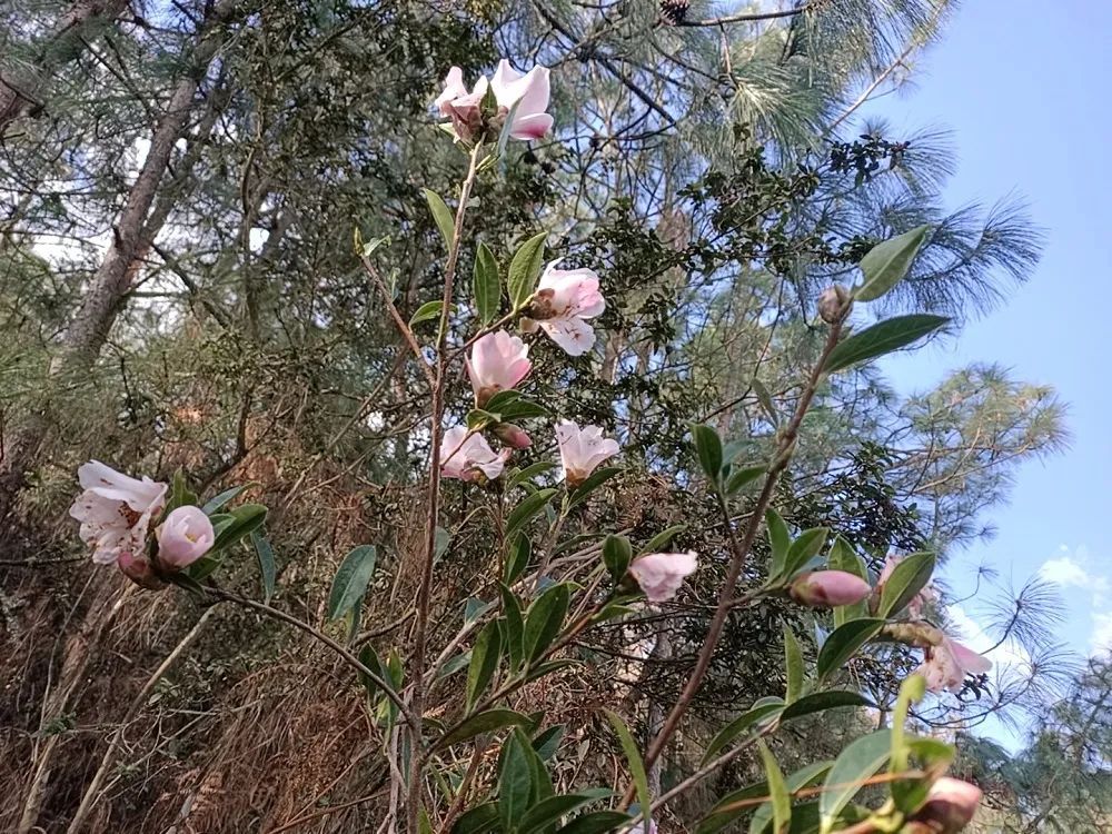 美丽晋宁：春回大地，大庄村山茶花开