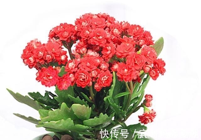 月季花|永不过时的四种花，家里养一盆，沾土就活，开花漂亮花期长！