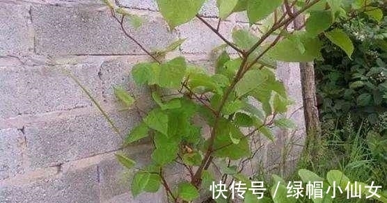 “外星入侵者”，能让房价暴跌80%，看到它长在墙上，立马拔掉