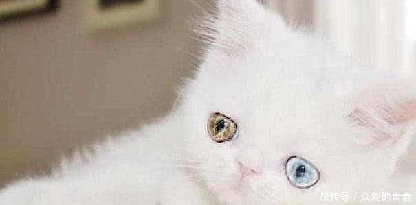 异瞳猫高颜值的悲痛,你们或许不甚了解