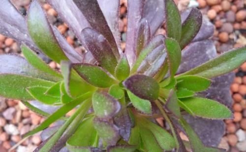 多肉黑法师能在卧室养吗?当然不行,它甚至都不适合放在室内养护