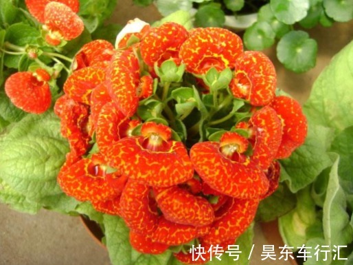 能为家中添“好运”的3种花,新的一年迎好运,家中万事兴旺