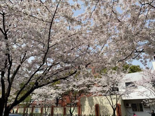 春光无限好！宝山这条“落花不扫”的道路迎来了一年中最美的时节~