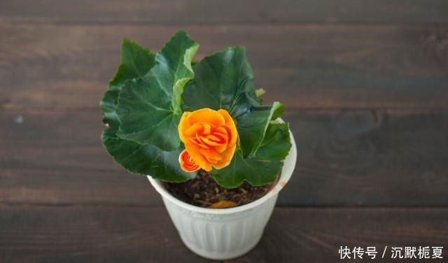 懂行的人冬天坚决不买三种花,哪怕很便宜,也不白花钱!