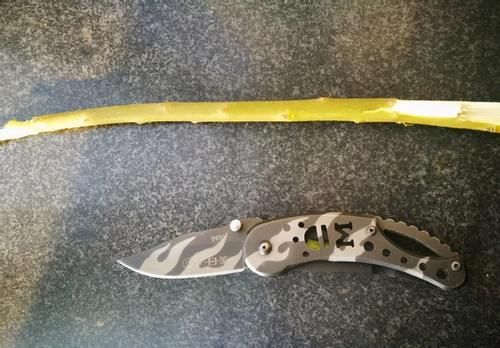 这些制作生根水的方法，学会后，养花再不用头疼扦插成活率低了