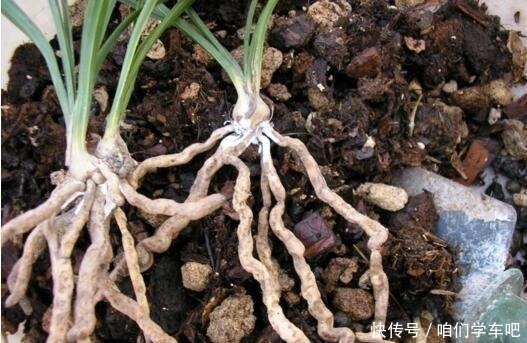 花生壳|家庭养兰花,土壤巧“处理”,不空根,新芽长满盆,养成高品兰!