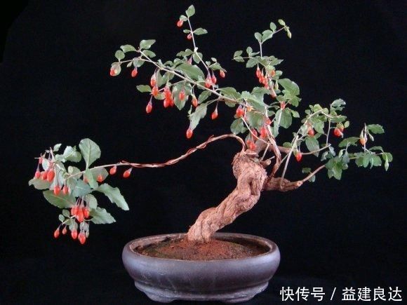 极品水果盆景,这辈子能有一盆,就值了